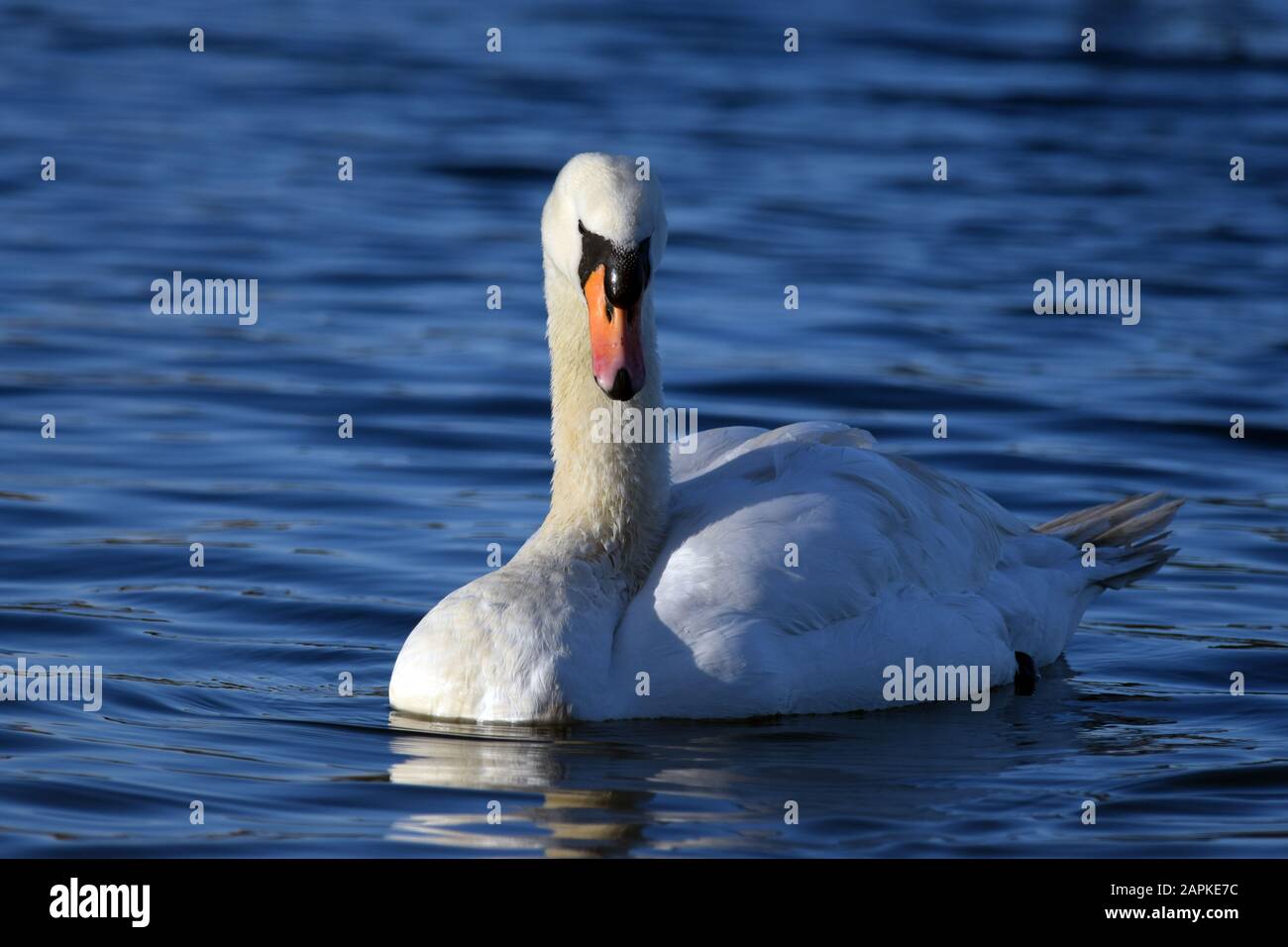 Couper Le Son De Swan Linlithgow Loch Banque D'Images