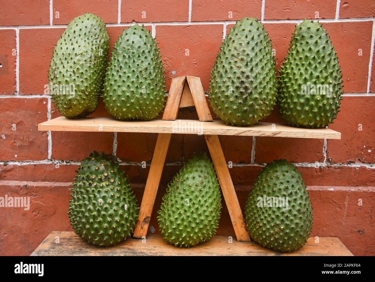 Gant soursop (guanábana), Filandia, Colombie Banque D'Images