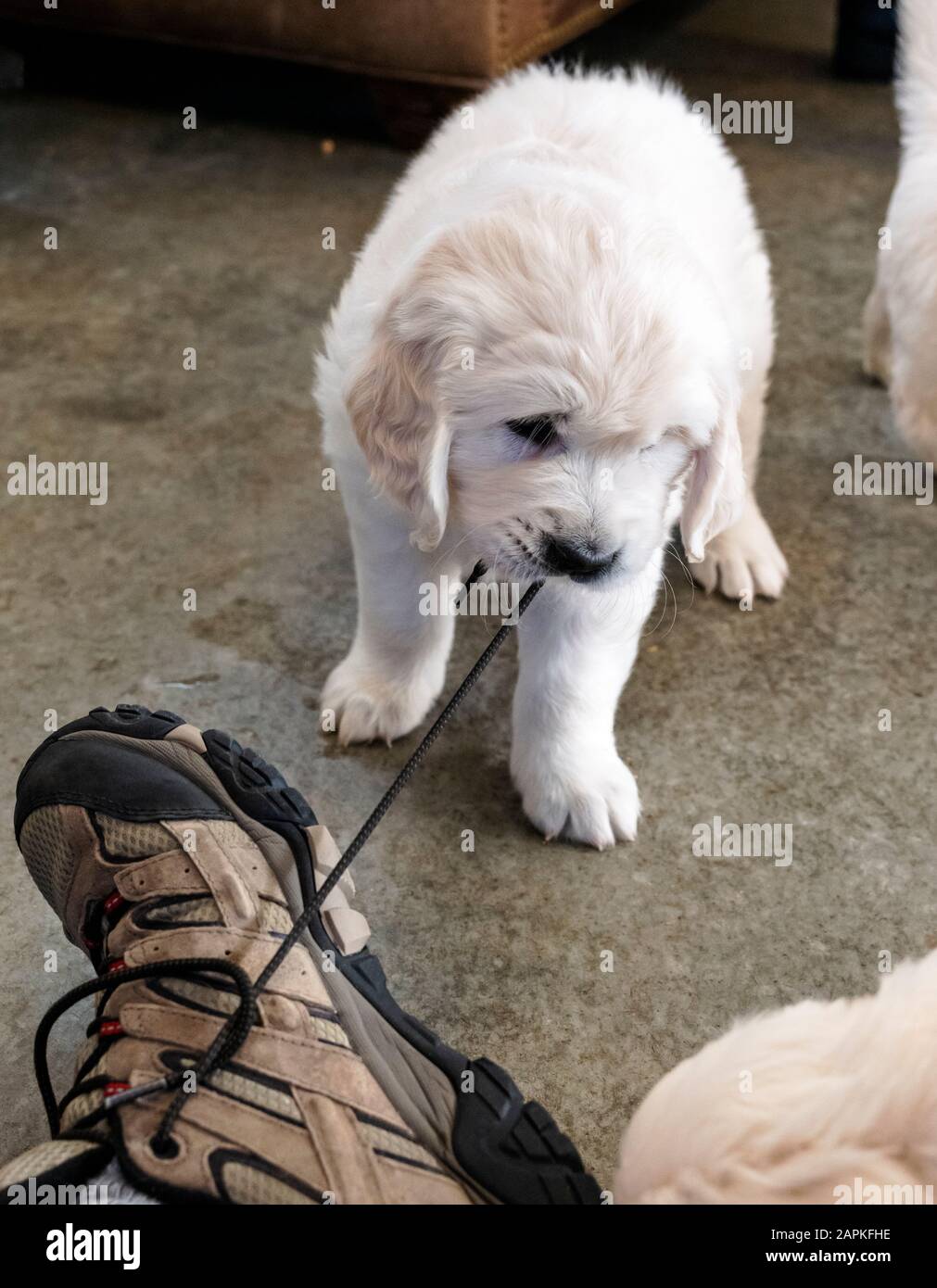 Six semaines de platine; ou crème de couleur; chien chiot Golden Retriever tirant une corde de chaussure. Banque D'Images