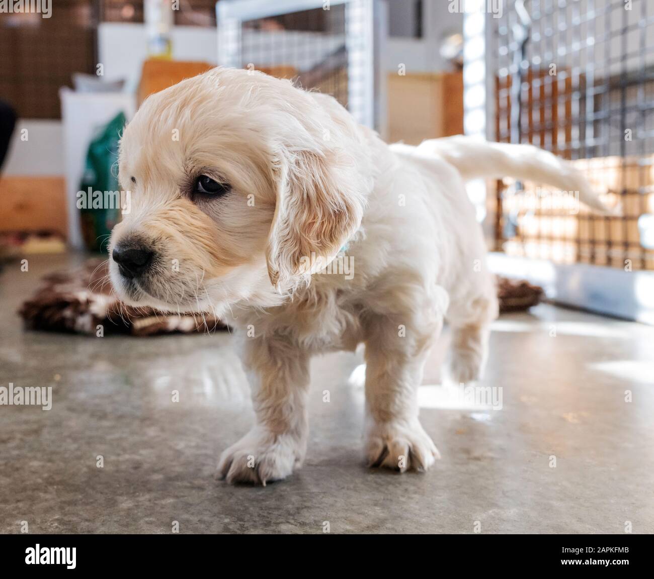 Six semaines de platine ; ou crème colorée ; chien chiot Golden Retriever. Banque D'Images