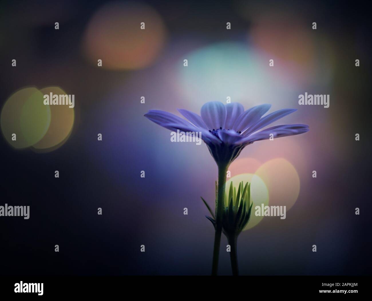 Deux marguerites africaines bleues sur un arrière-plan bokeh impressionnant et doux à la recherche Banque D'Images