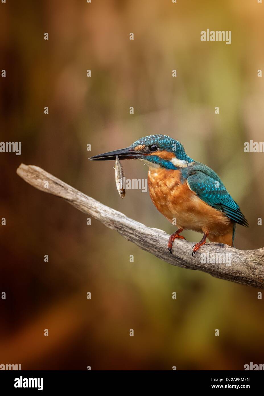 kingfisher commun de Klippan en Suède. Banque D'Images