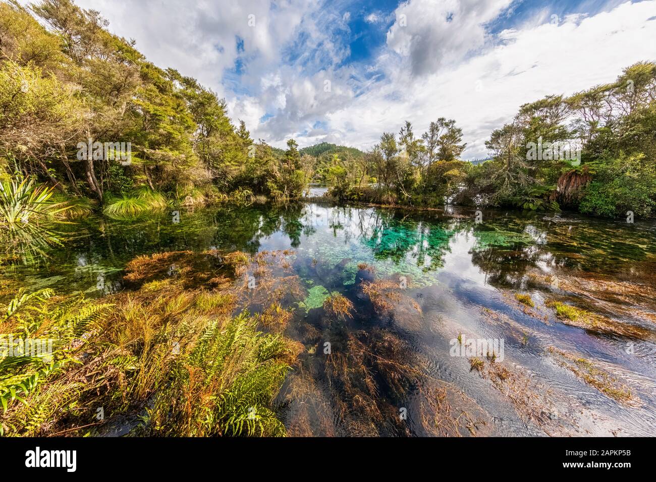 Nouvelle-Zélande, région de Tasman, Takaka, vue panoramique sur te Waikoropupu Springs Banque D'Images
