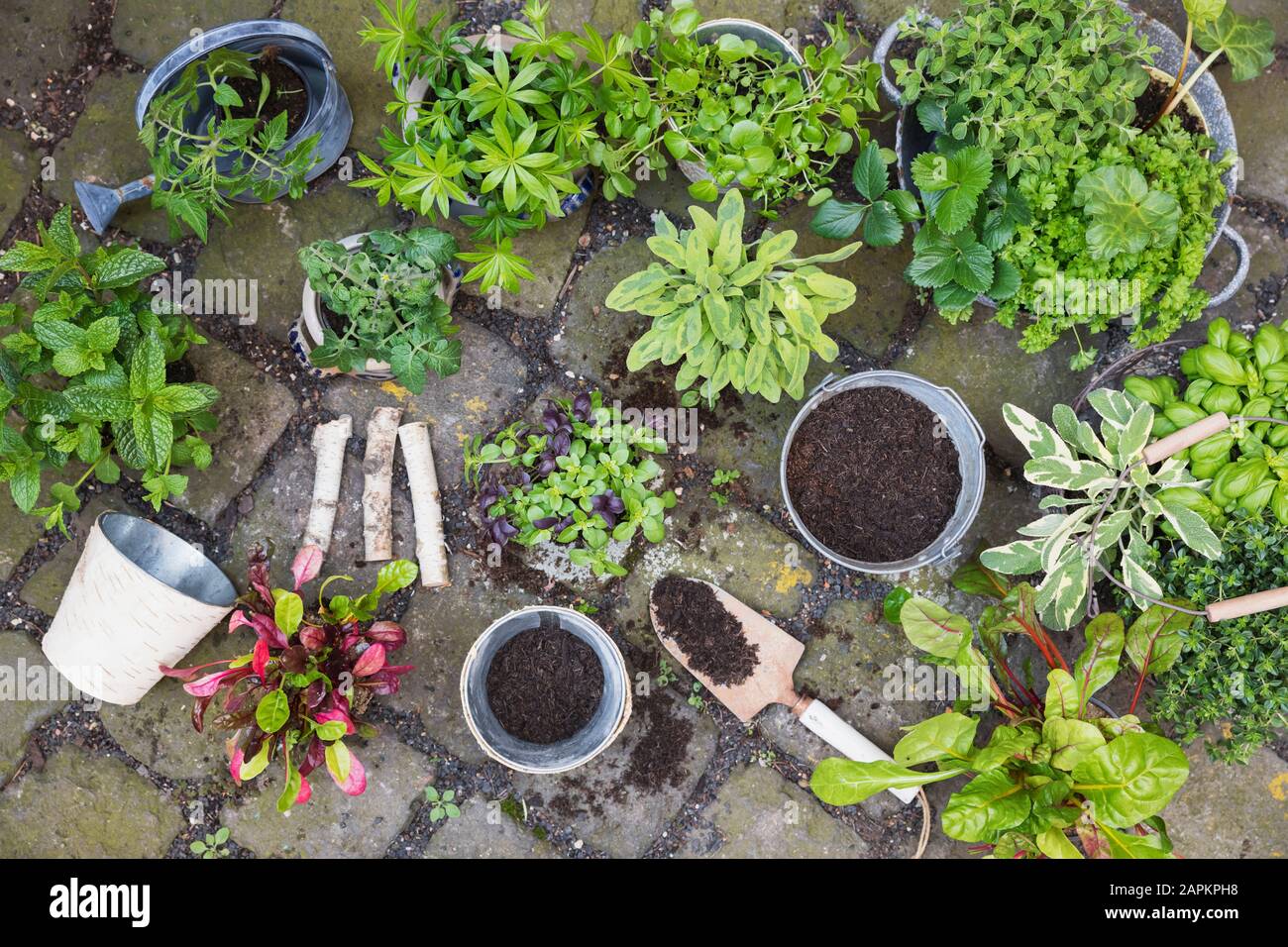 Plantation de diverses herbes culinaires vertes Banque D'Images