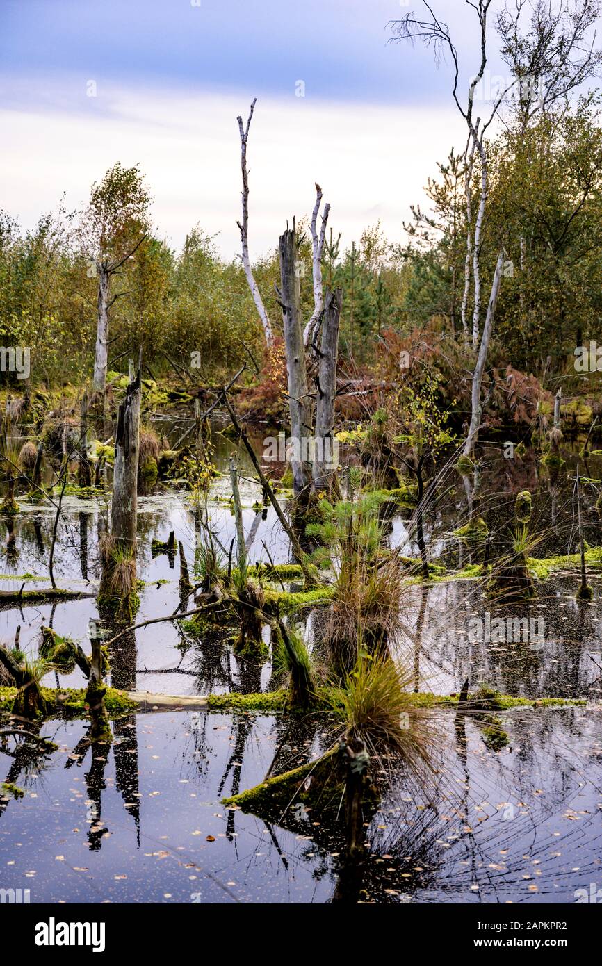 Allemagne, Basse-Saxe, dépression de Diepholz Moor, Paysage avec tourbières et arbres Banque D'Images