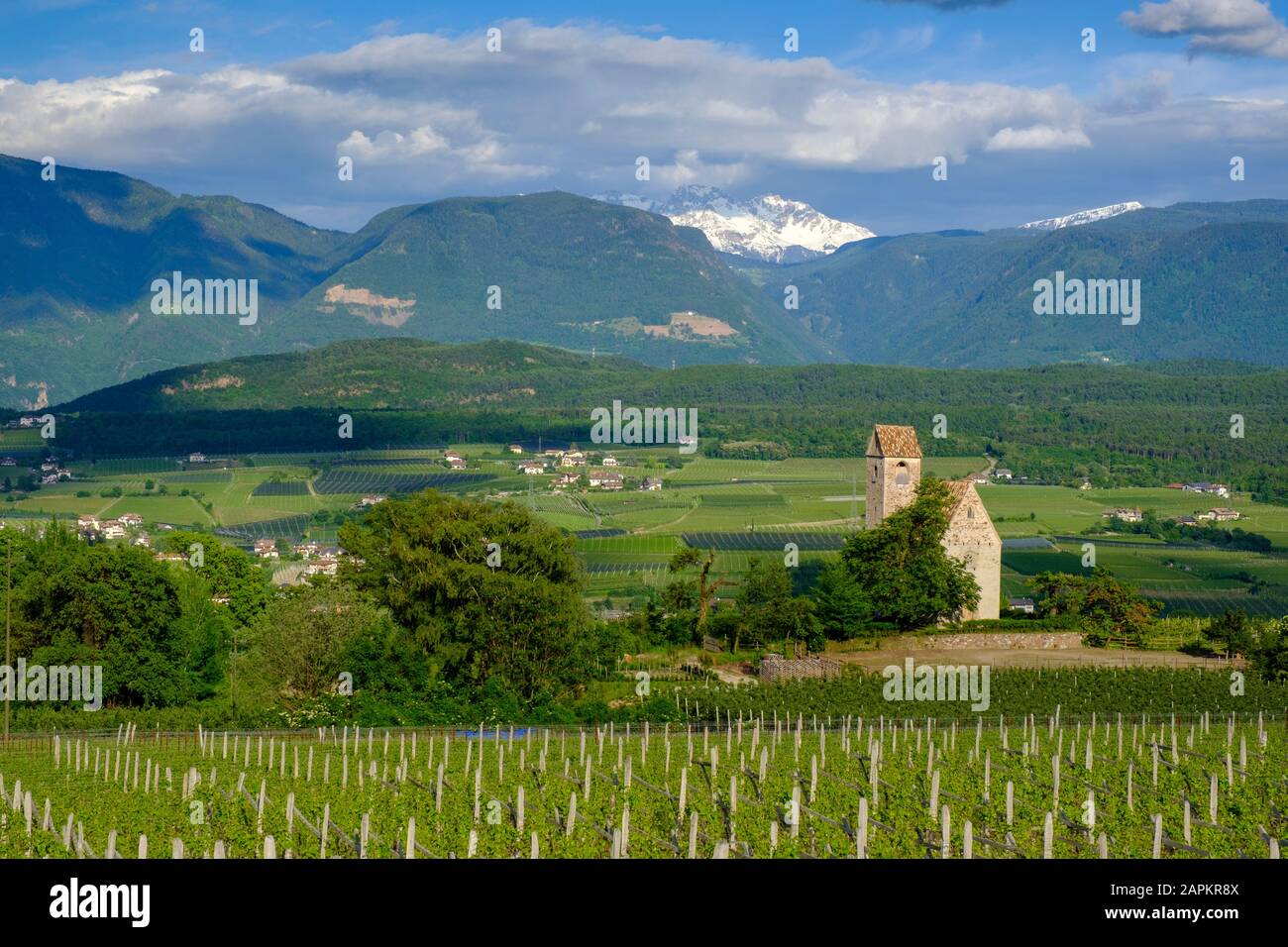 Weinanbau an der Schlossskirche zum Hl. Sebastian, Schloss Englar à Eppan an der Weinstraße, Überetsch, Südtirol, Italie, Banque D'Images