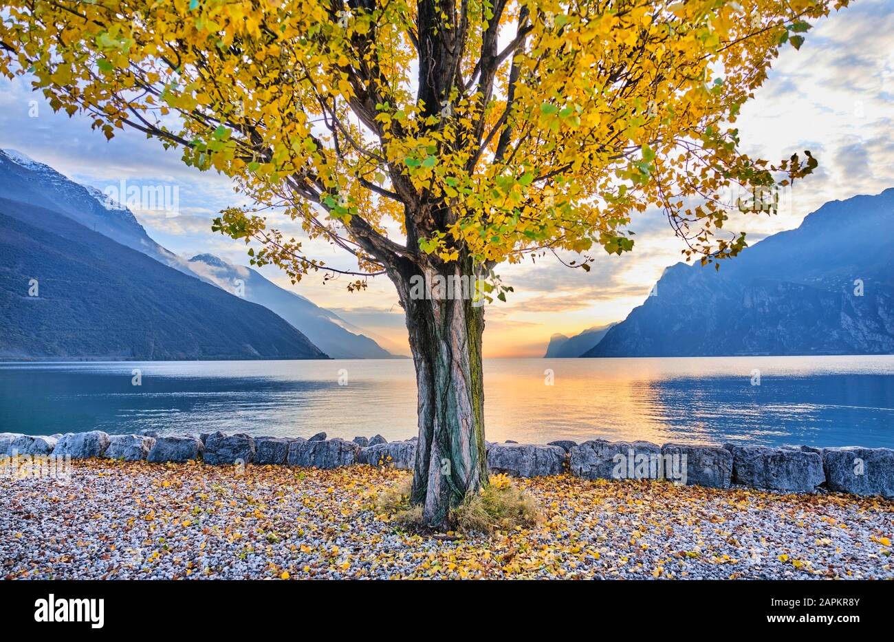 Arbre automne croissant rive lac de garde Banque de photographies et d
