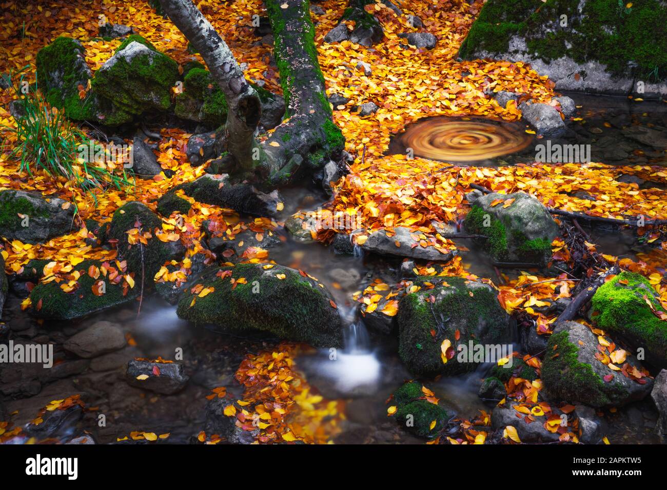 Espagne, Province de Leon, cinera, Stream qui coule en automne forêt couverte de feuilles tombées Banque D'Images
