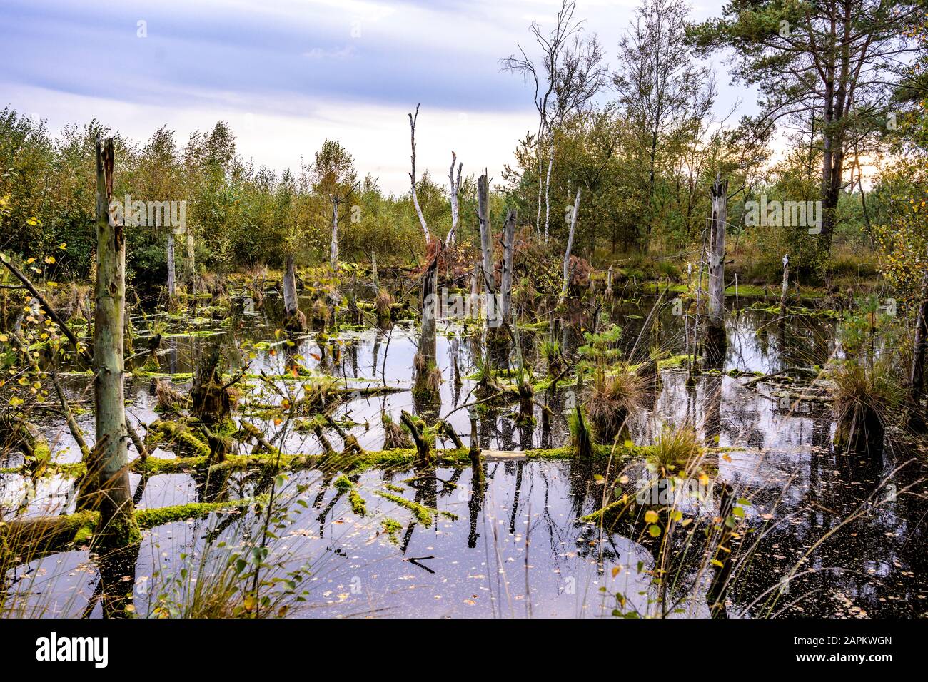 Allemagne, Basse-Saxe, dépression de Diepholz Moor, Paysage avec tourbières et arbres Banque D'Images