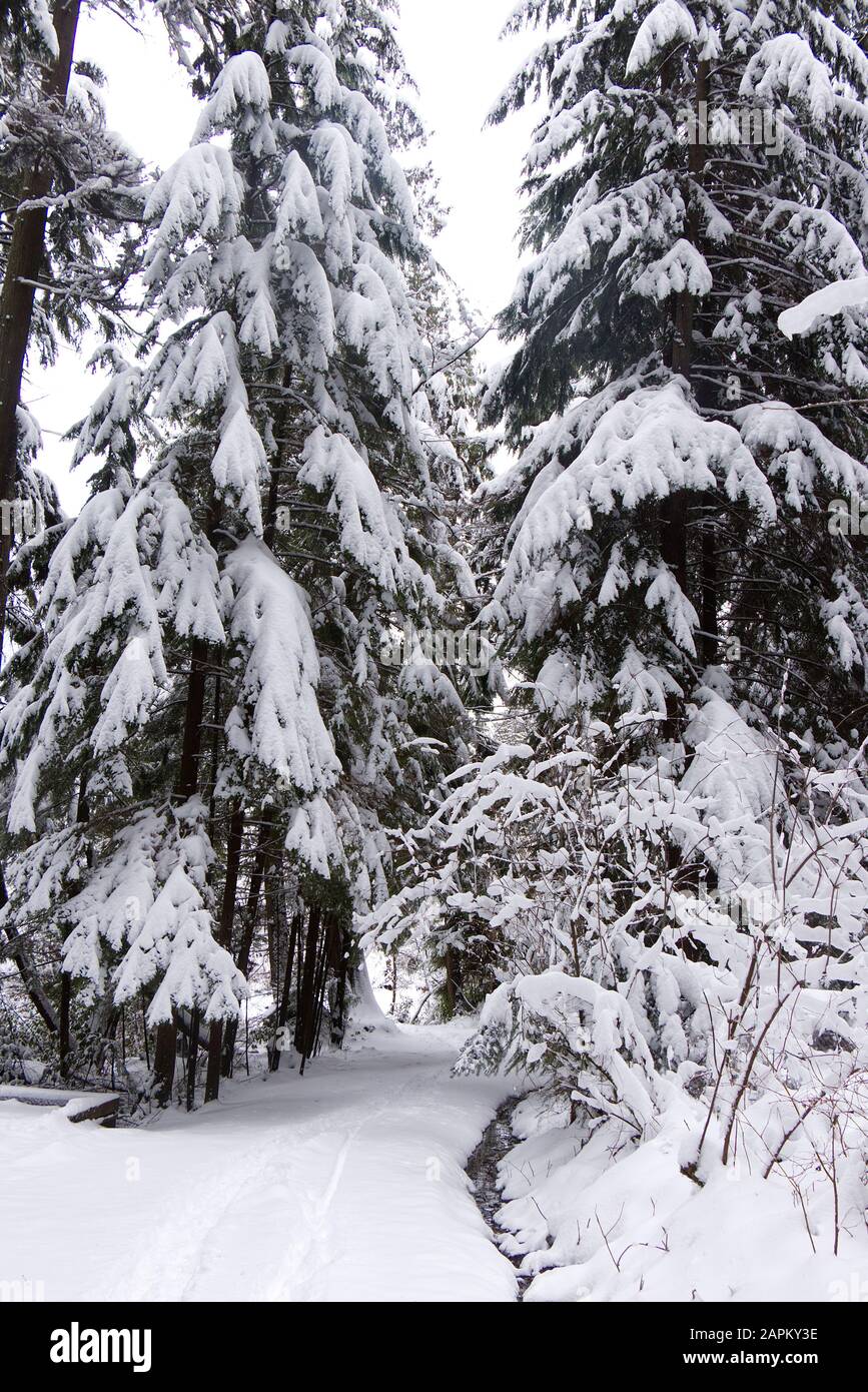 Vue sur le sentier du lac Beaver couvert de neige avec des pins en arrière-plan. Paysage d'hiver pendant la tempête de neige à Vancouver. Banque D'Images