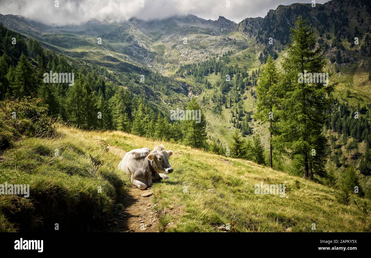 Vache reposant sur le pâturage alpin, la vallée du Passeier, Tyrol du Sud, Italie Banque D'Images