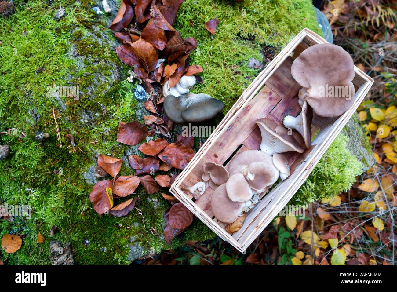 Allemagne, Bavière, panier d'attelles avec champignons Oyster collectés en automne Banque D'Images