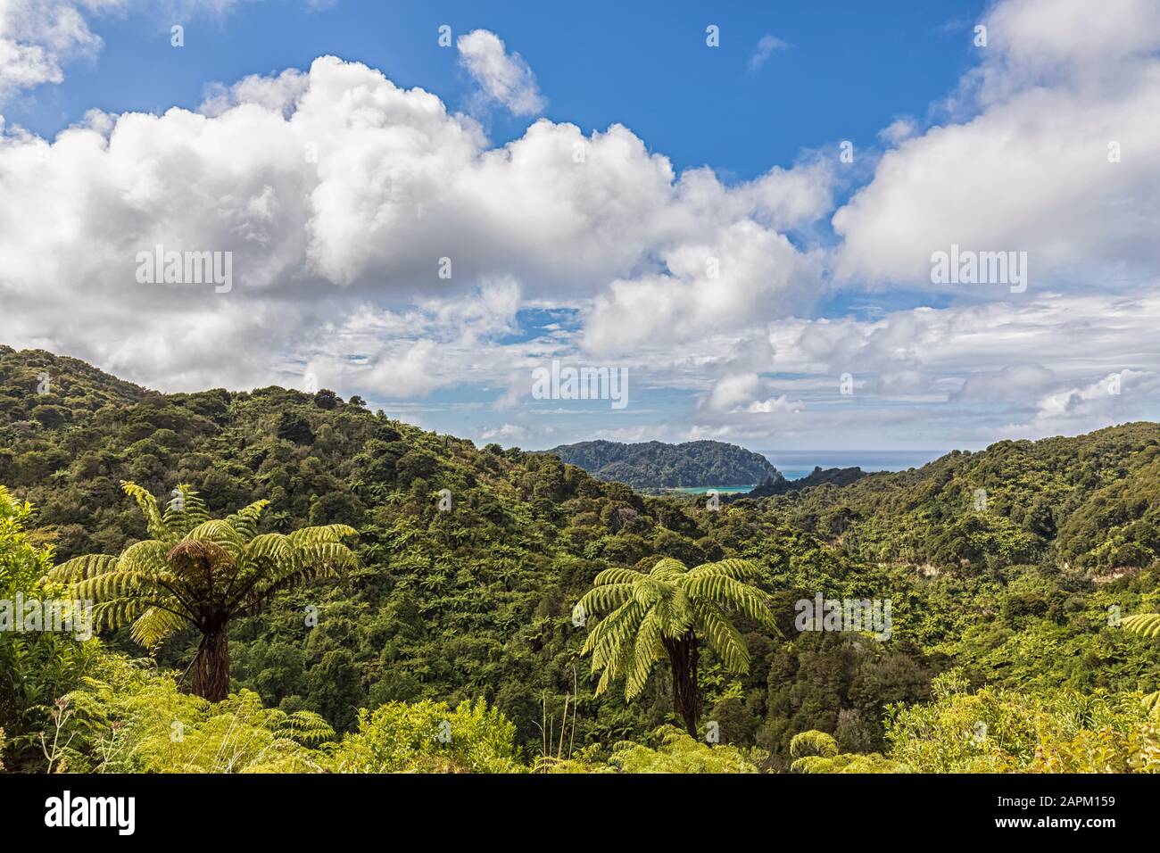 Nouvelle-Zélande, nuages blancs sur la forêt tropicale verte Banque D'Images