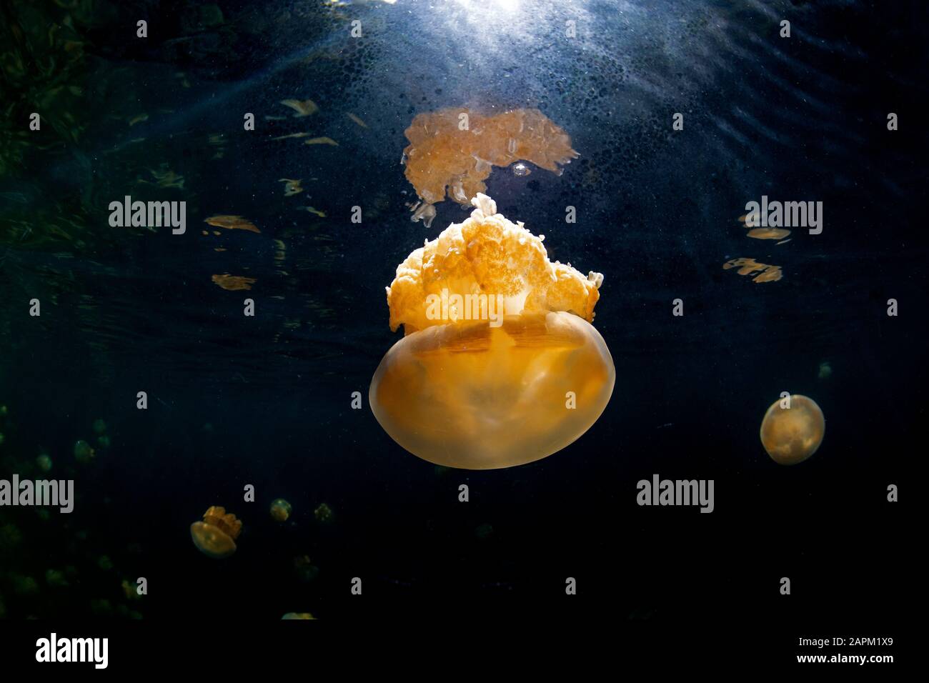 Méduse unique dans le lac Jellyfish, île d'Eil Malk, Palaos Banque D'Images