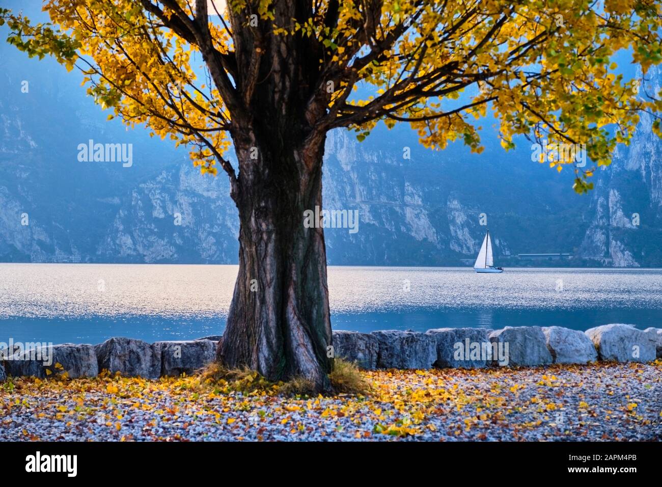 Arbre qui pousse en bateau Banque de photographies et d’images à haute