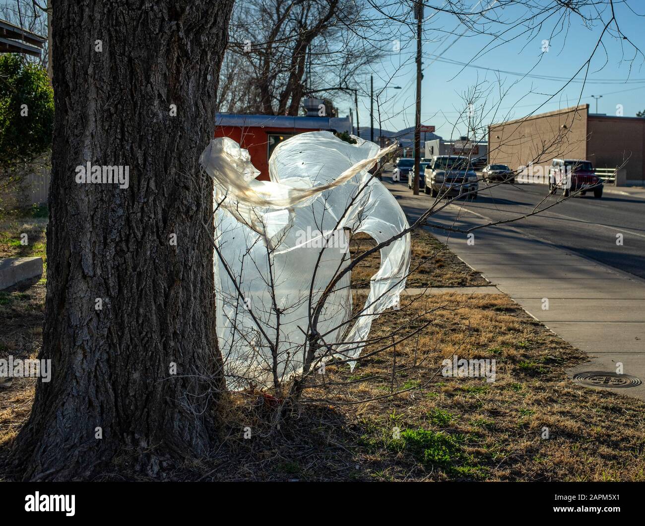 Grand sac à ordures pris sur un arbre de rue de la ville. Banque D'Images