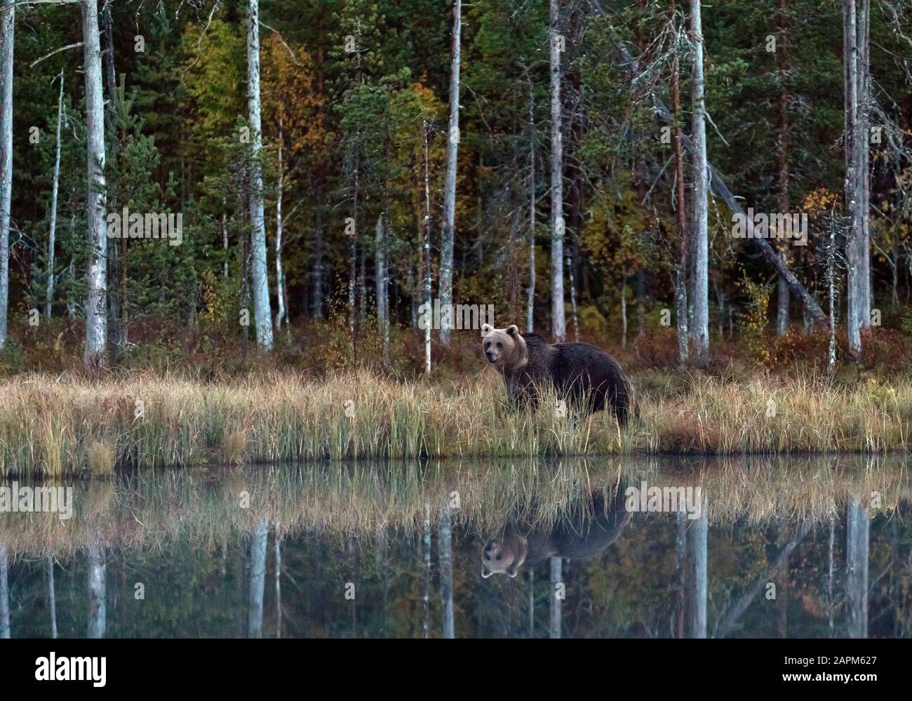 Finlande, Kuhmo, ours brun (Ursus arctos) au bord du lac de la forêt boréale en automne Banque D'Images