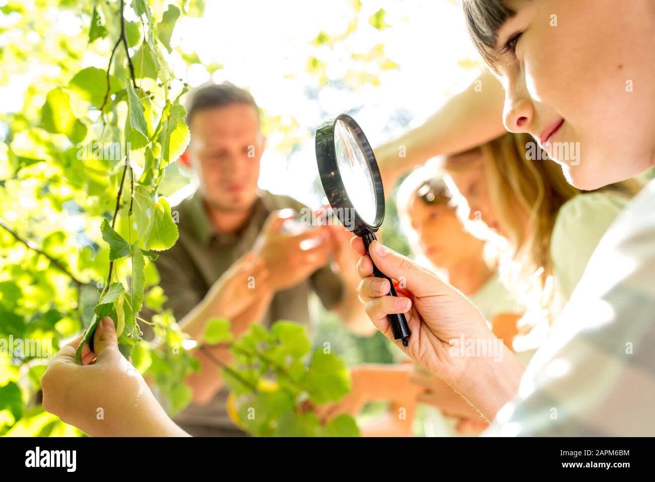 Les enfants de l'école examinig feuilles sur l'arbre, avec leurs loupes Banque D'Images