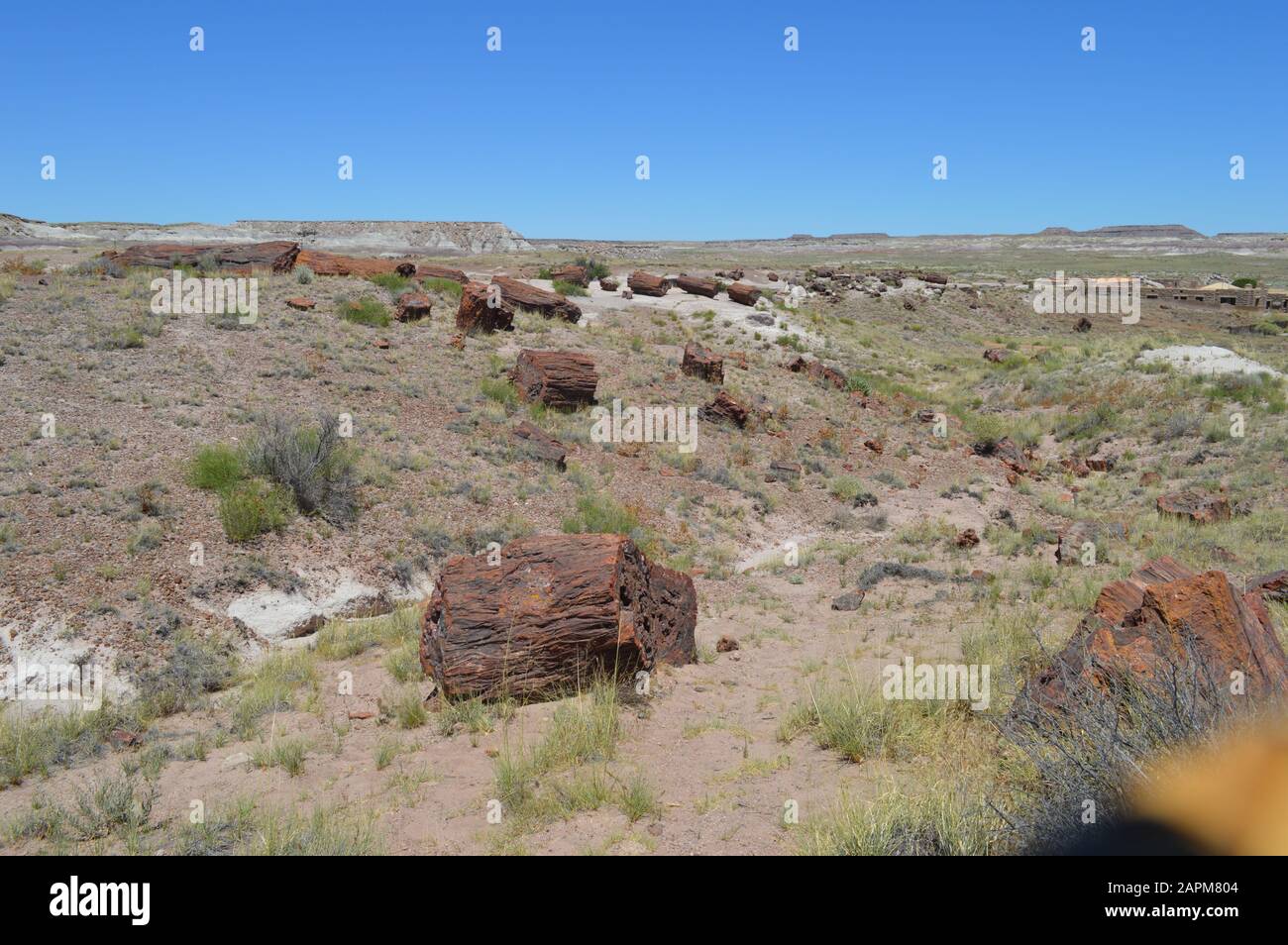 Boulders Forestiers Nationaux Pétrifiés Et Field Arizona Banque D'Images