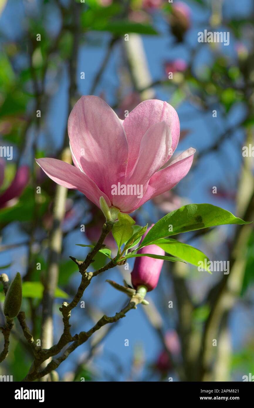 Pink Magnolia (Magnolia denudata.) ou tulipier en jardin botanique. Banque D'Images