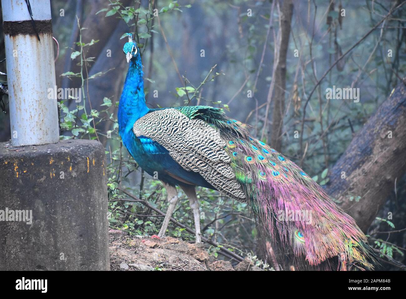 Un paon indien pris dans sa perche naturelle. Campus de JNU, New Delhi, Inde Banque D'Images