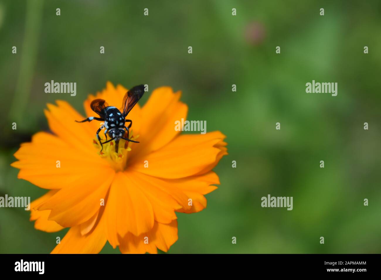Une abeille au néon couckoo (Thyreus nitidulus) perchée sur la fleur de cosmos de soufre. Surakarta, Indonésie. Banque D'Images
