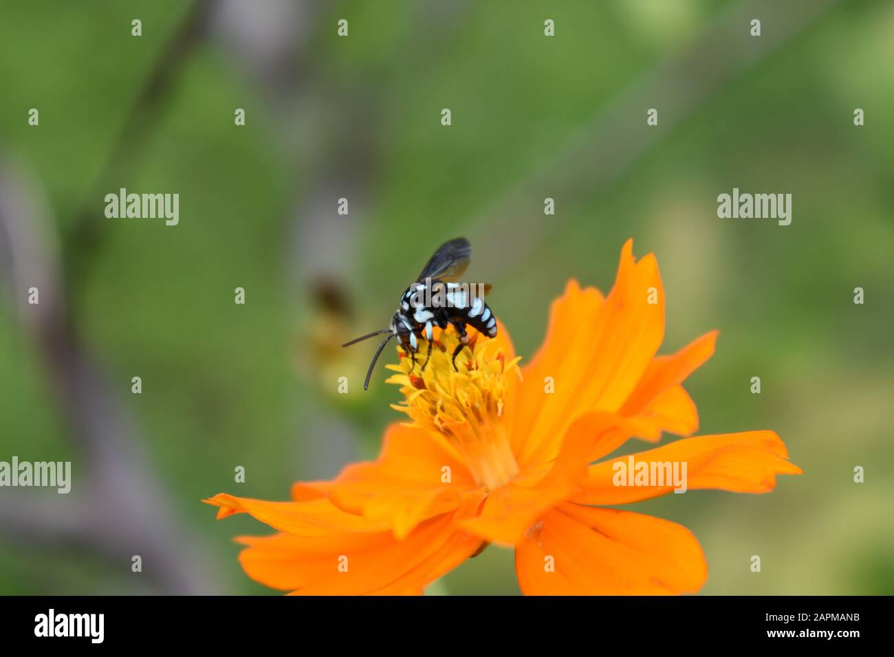 Une abeille au néon couckoo (Thyreus nitidulus) perchée sur la fleur de cosmos de soufre. Surakarta, Indonésie. Banque D'Images