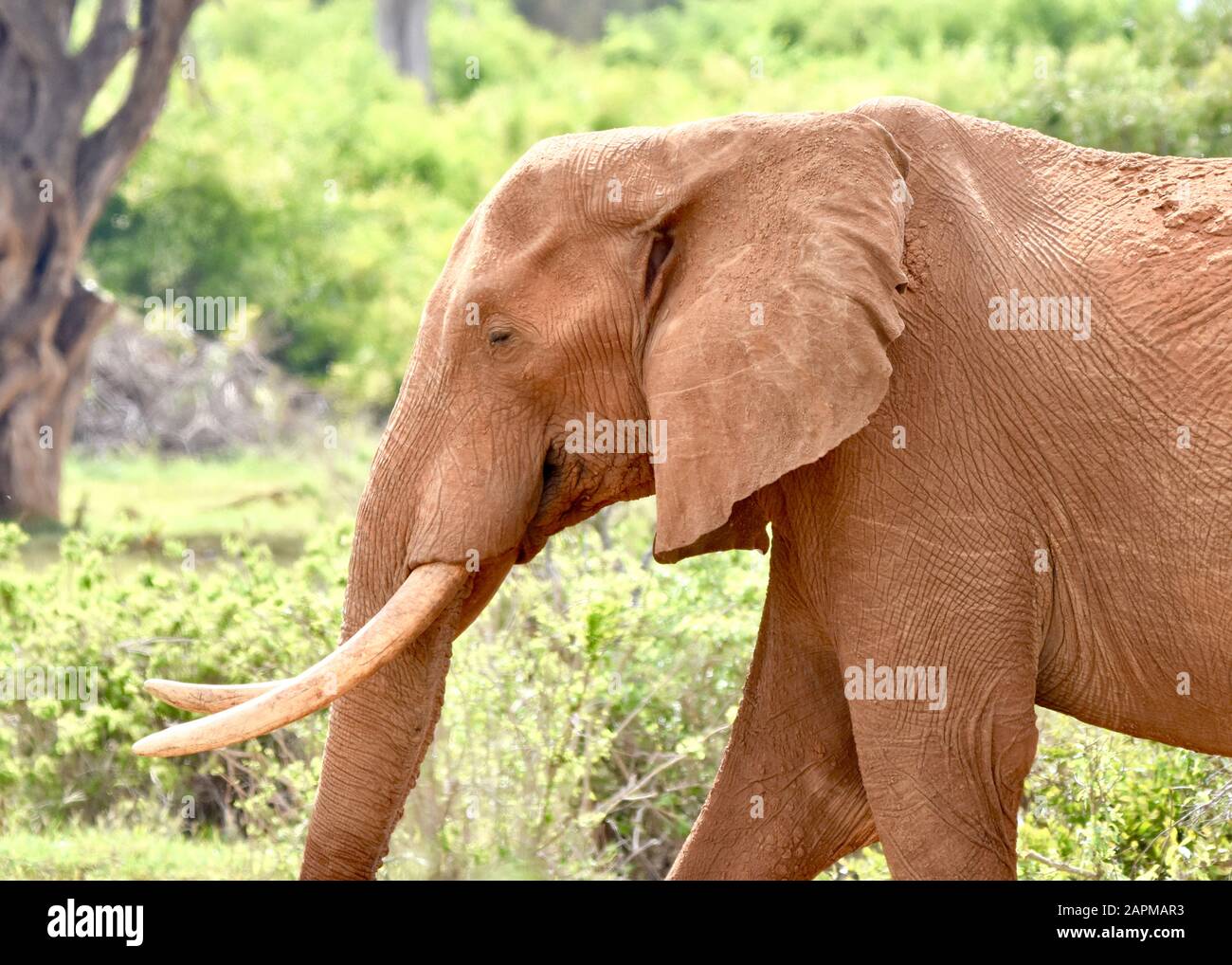 Gros plan d'un gros éléphant de taureau (Loxodonta africana)l recouvert du sol rouge du parc national de Tsavo East au Kenya. Banque D'Images