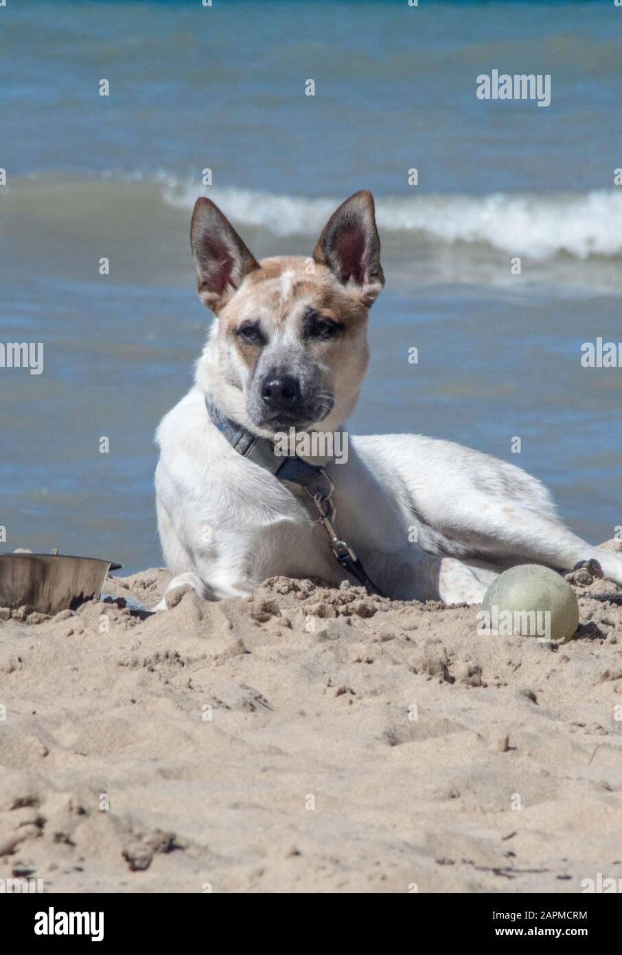 Un chien ennuyé attend sur la plage avec son bol à eau et son ballon, mais où sont ses gens à jouer? Banque D'Images