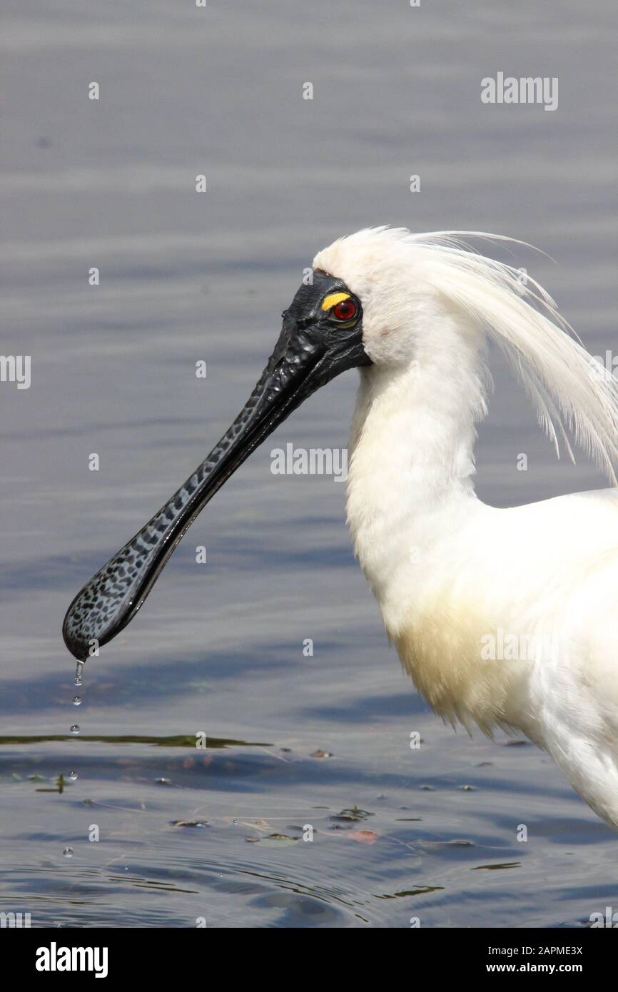 le plumage royal de reproduction des spoonbill Banque D'Images