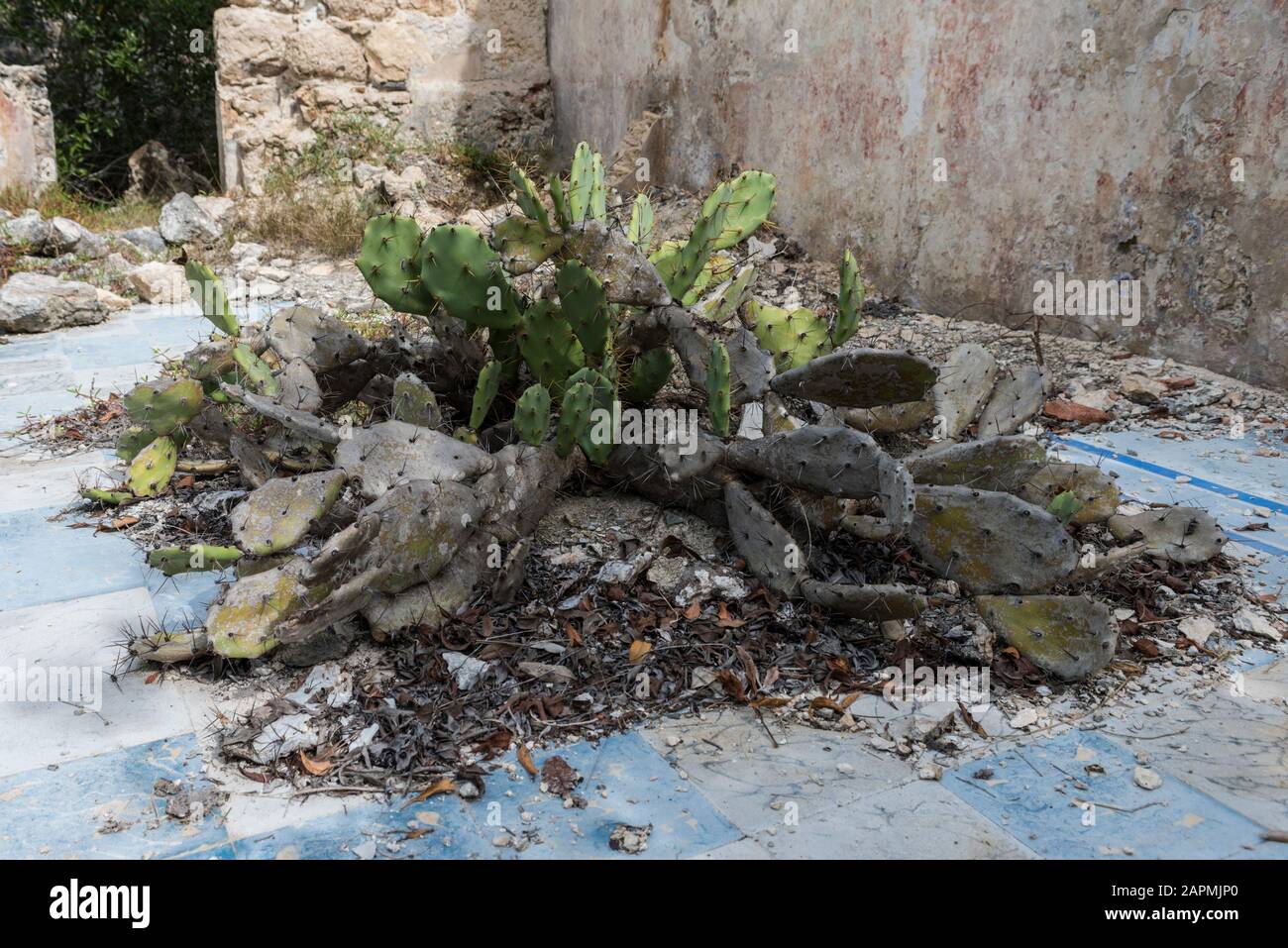 Anciens vestiges de l'Hacienda Real de Salinas, où ils utilisent pour produire du sel. À Celestun dans l'état de Yucatan, au Mexique Banque D'Images