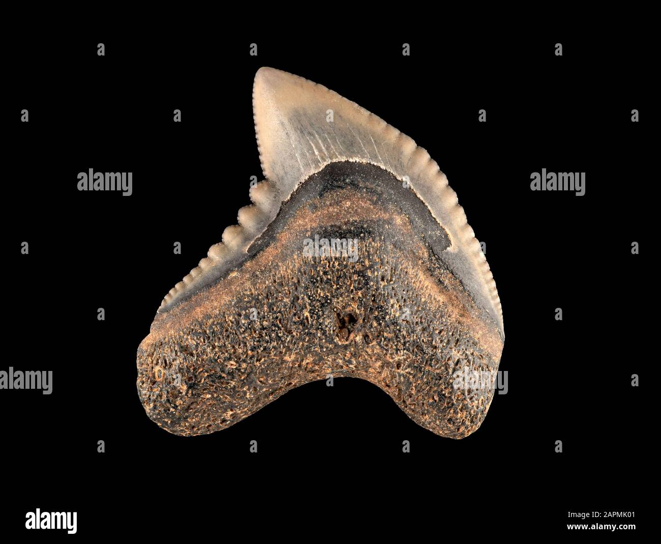 Dent de requin tigre fossile, Galeocerdo mayumbensis. Il s'agit d'une espèce éteinte de l'époque Miocène, qui s'est étendue de 5 à 23 millions d'années auparavant Banque D'Images
