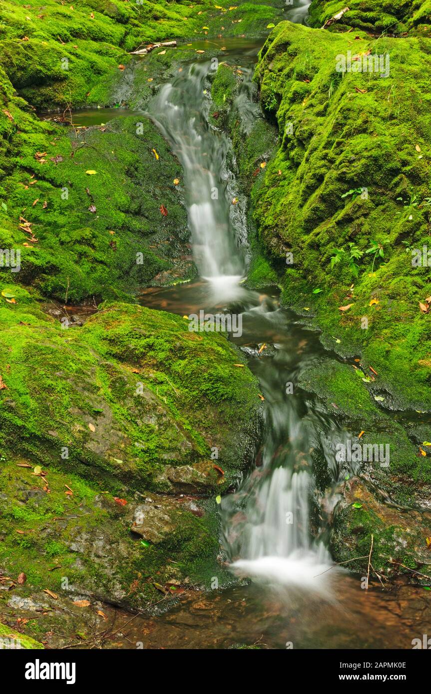 Chutes Dickson Inférieures Dans Le Parc National Fundy Banque D'Images