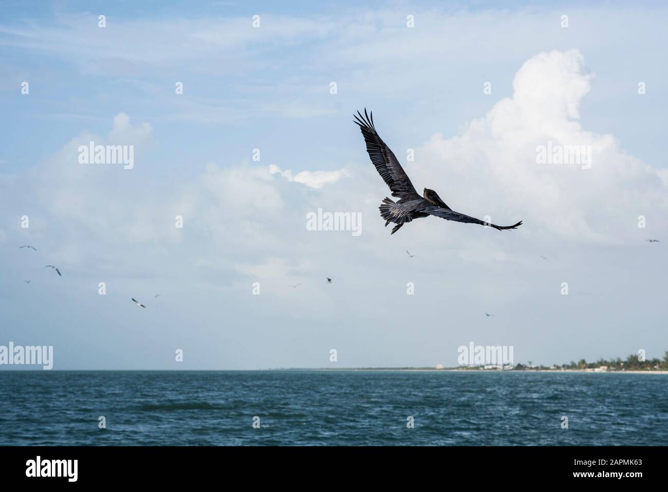 Pelican voler, sur le point de prendre un poisson Banque D'Images