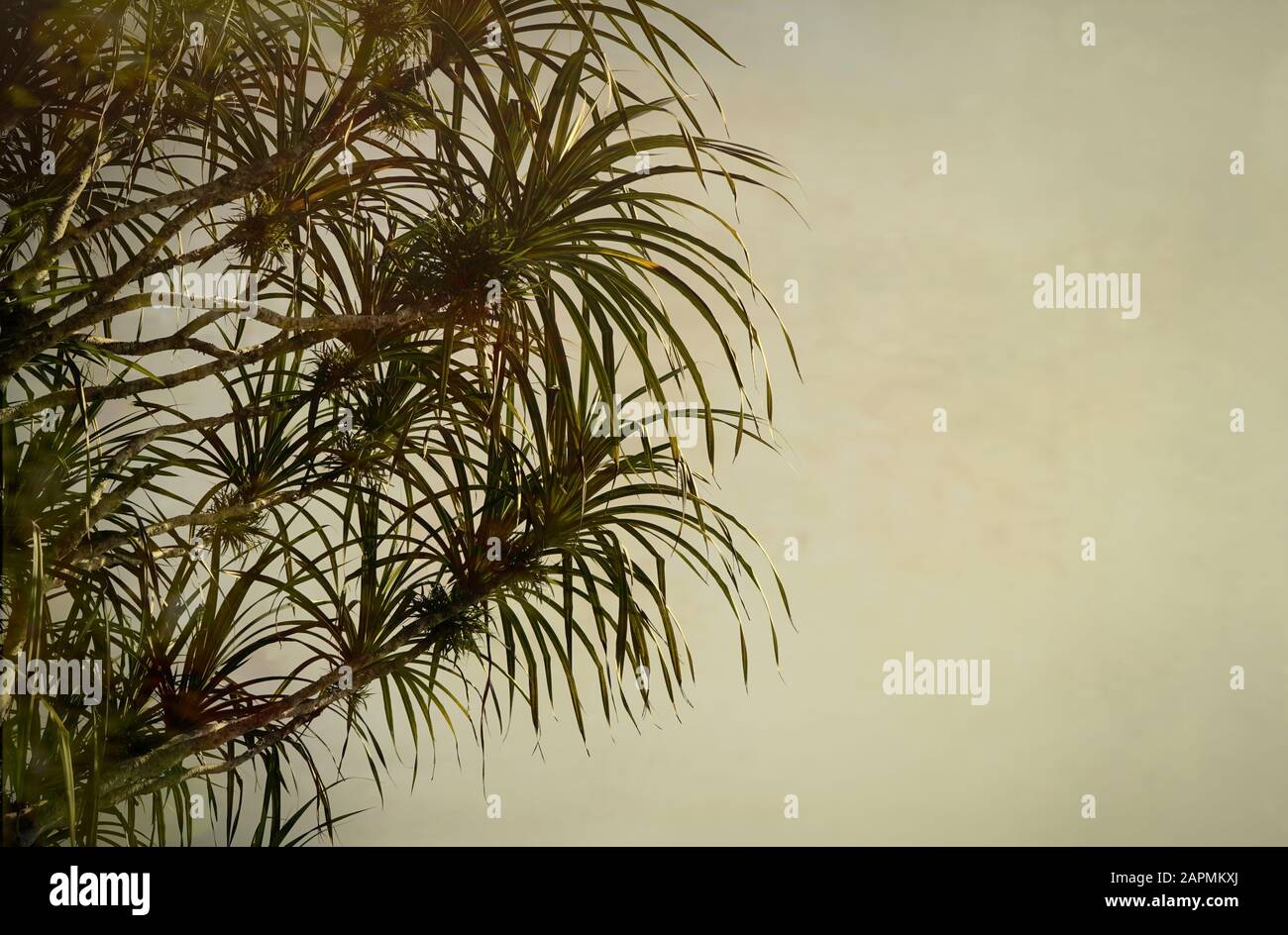 Plante de pandanus sur le côté de la photo et de la place pour l'espace de copie, Pandanus se produit naturellement le long de la côte est de l'Australie Banque D'Images
