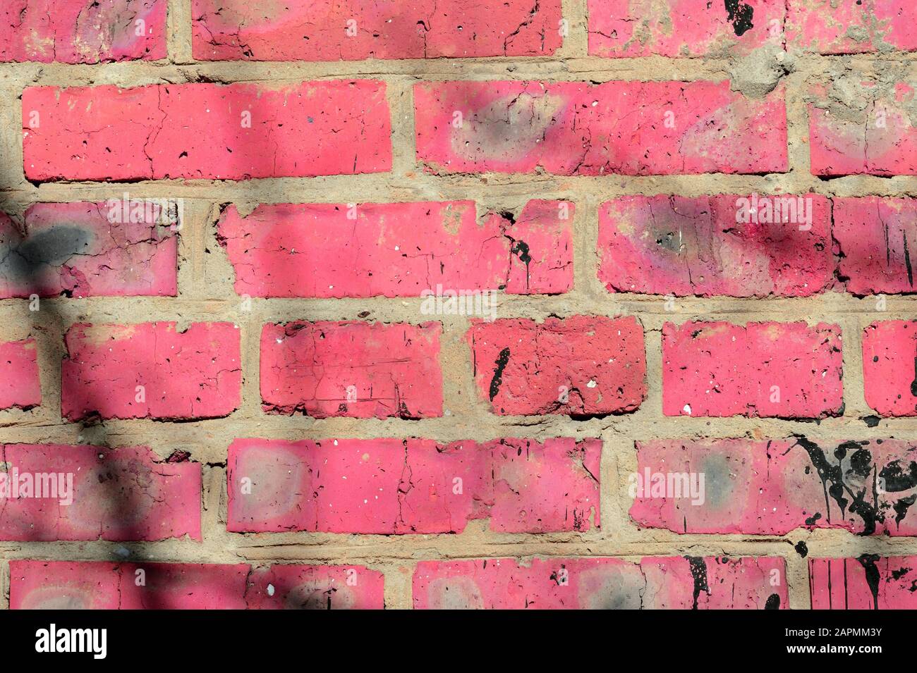 Fragment d'un vieux mur de brique peint la peinture rose avec une ombre des branches d'arbres sur une journée ensoleillée. Contexte abstrait Banque D'Images