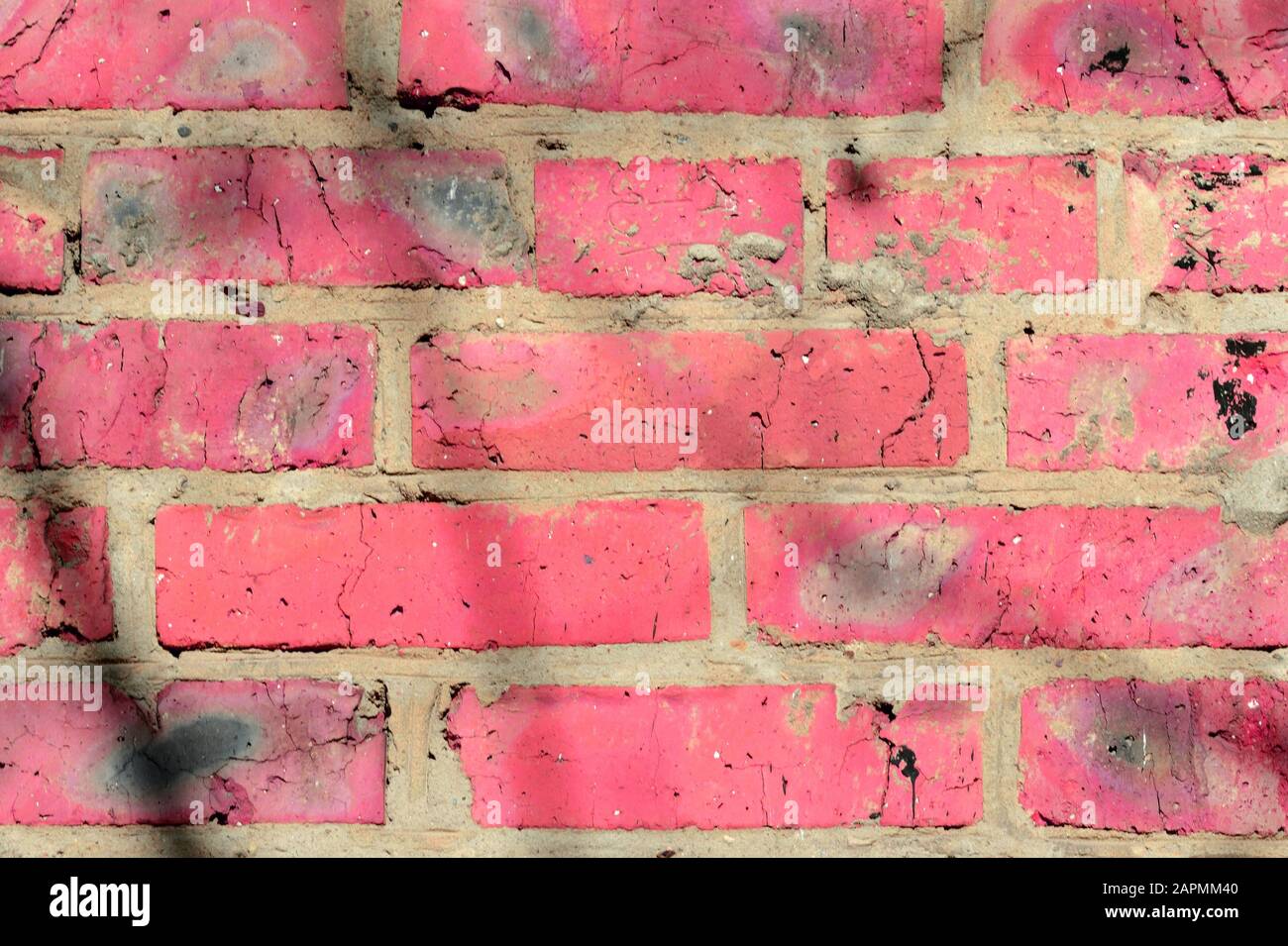 Fragment d'un vieux mur de brique peint la peinture rose avec une ombre des branches d'arbres sur une journée ensoleillée. Contexte abstrait Banque D'Images