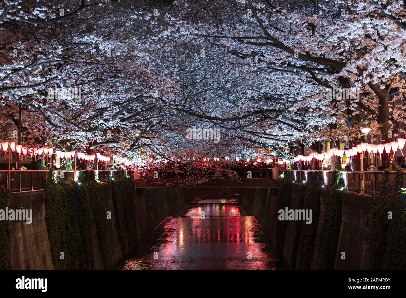 Magnifique Sakura, fleur de cerisier avec lumière la nuit dans la rivière Meguro, Tokyo, Japon Banque D'Images