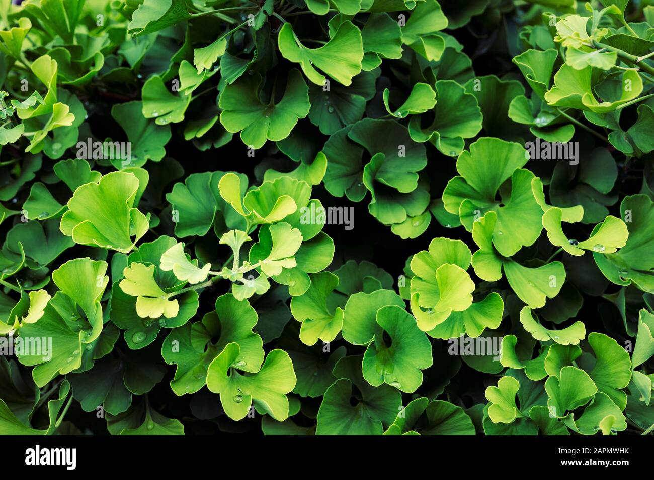 Feuilles de ginkgo biloba (Yin Xing), vert vif et frais. Fond de texture naturelle. Symbole Ying yang Banque D'Images