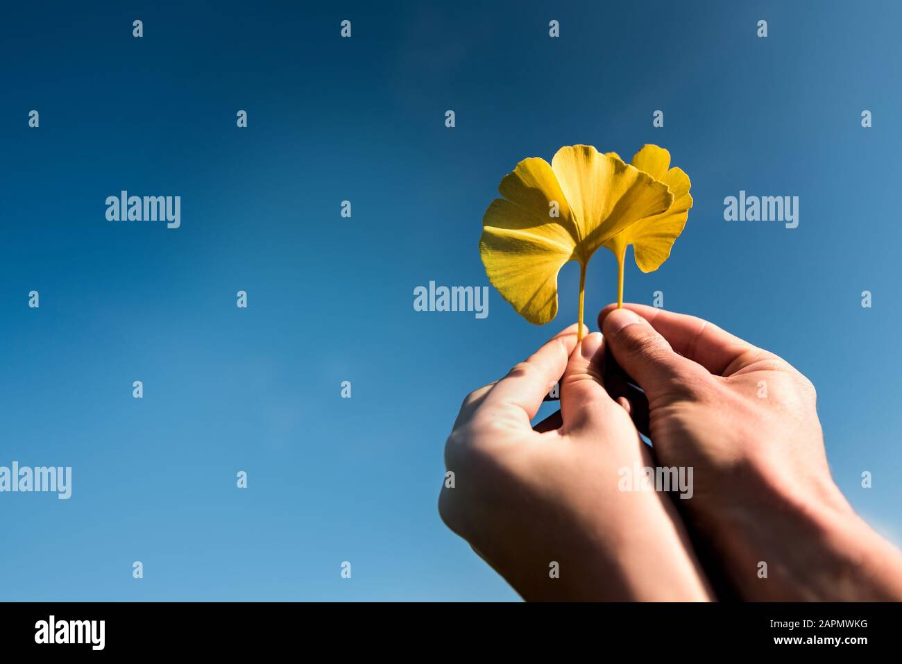 Couple amoureux tenant avec les mains deux feuilles d'automne de ginkgo doré sur fond bleu ciel. Symbole Ying yang Banque D'Images