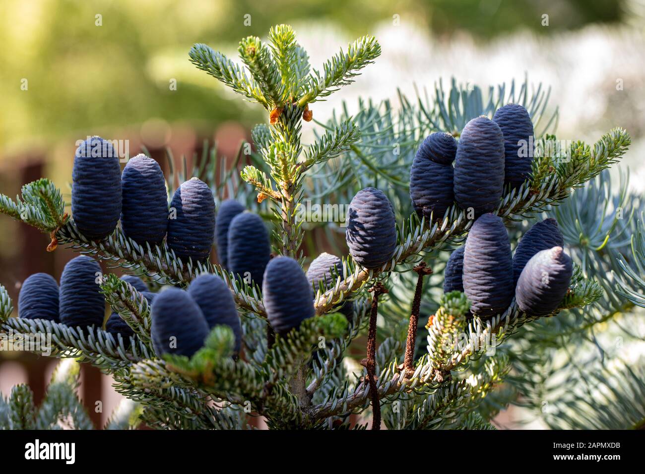 Cônes de Fir coréen - Abies koreana dans le jardin Banque D'Images
