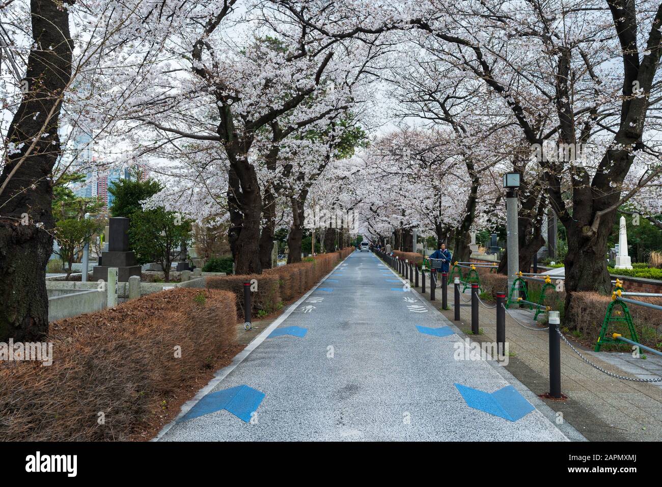 Tokyo, JAPON - 29 MARS 2019 : festival des cerisiers en fleurs au cimetière d'Aoyama. Le cimetière d'Aoyama est un endroit populaire pendant la saison de printemps Banque D'Images