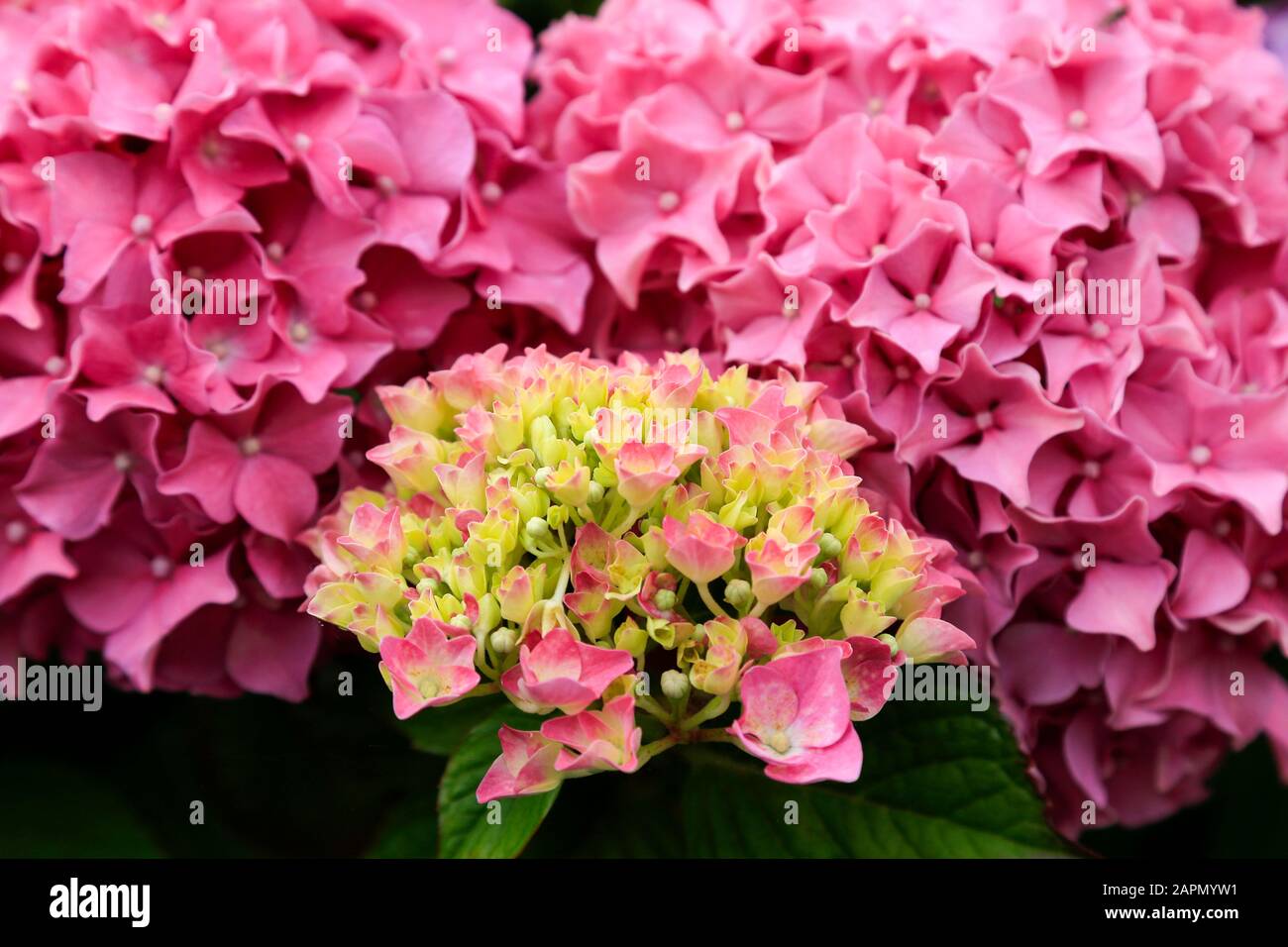 Fleurs roses Hydrangea, gros plan au soleil. Banque D'Images