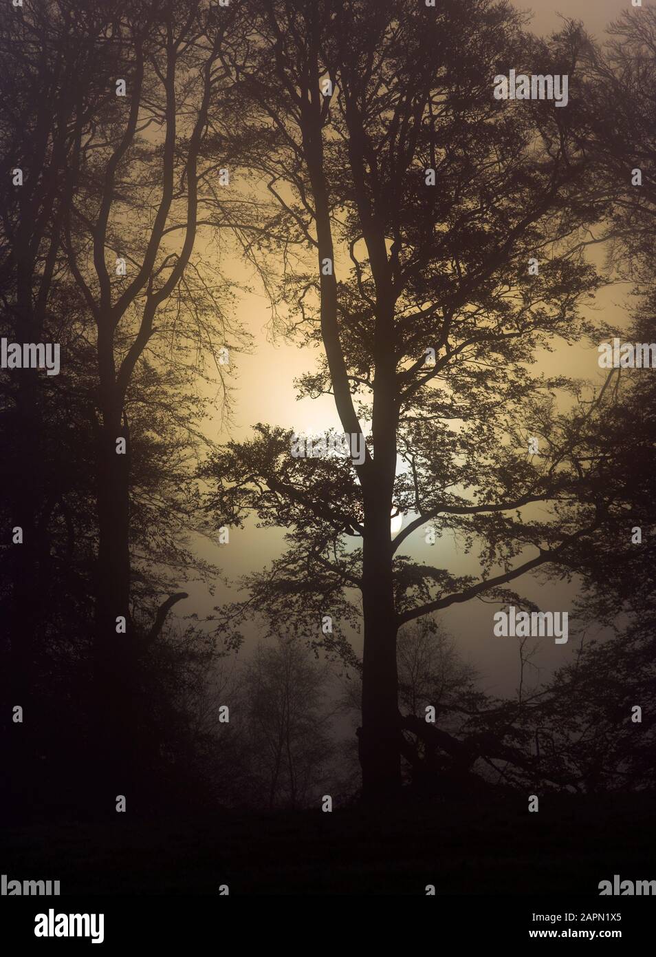 Des arbres de hêtre sur Berkhamsted commun Hertfordshire le matin misty Banque D'Images