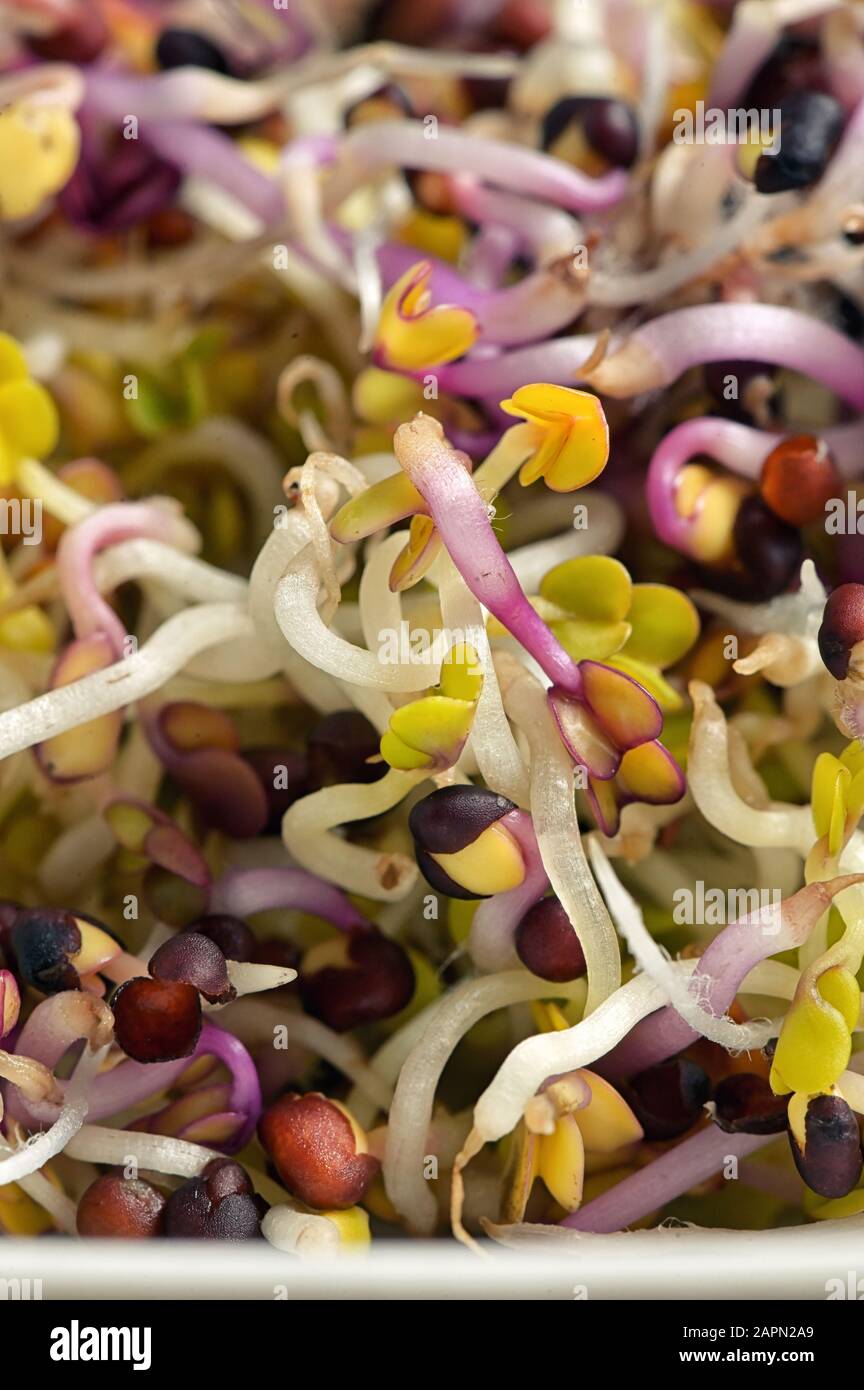 Gros Plan Des Germes De Luzerne Banque D'Images