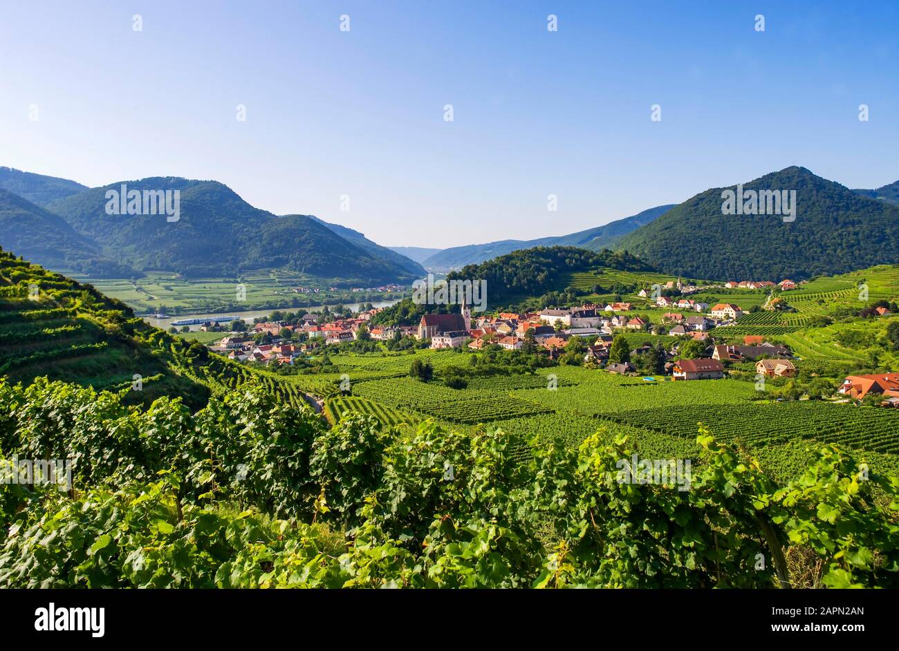 Vignobles, Spitz An Der Donau, Wachau, Basse-Autriche, Autriche Banque D'Images