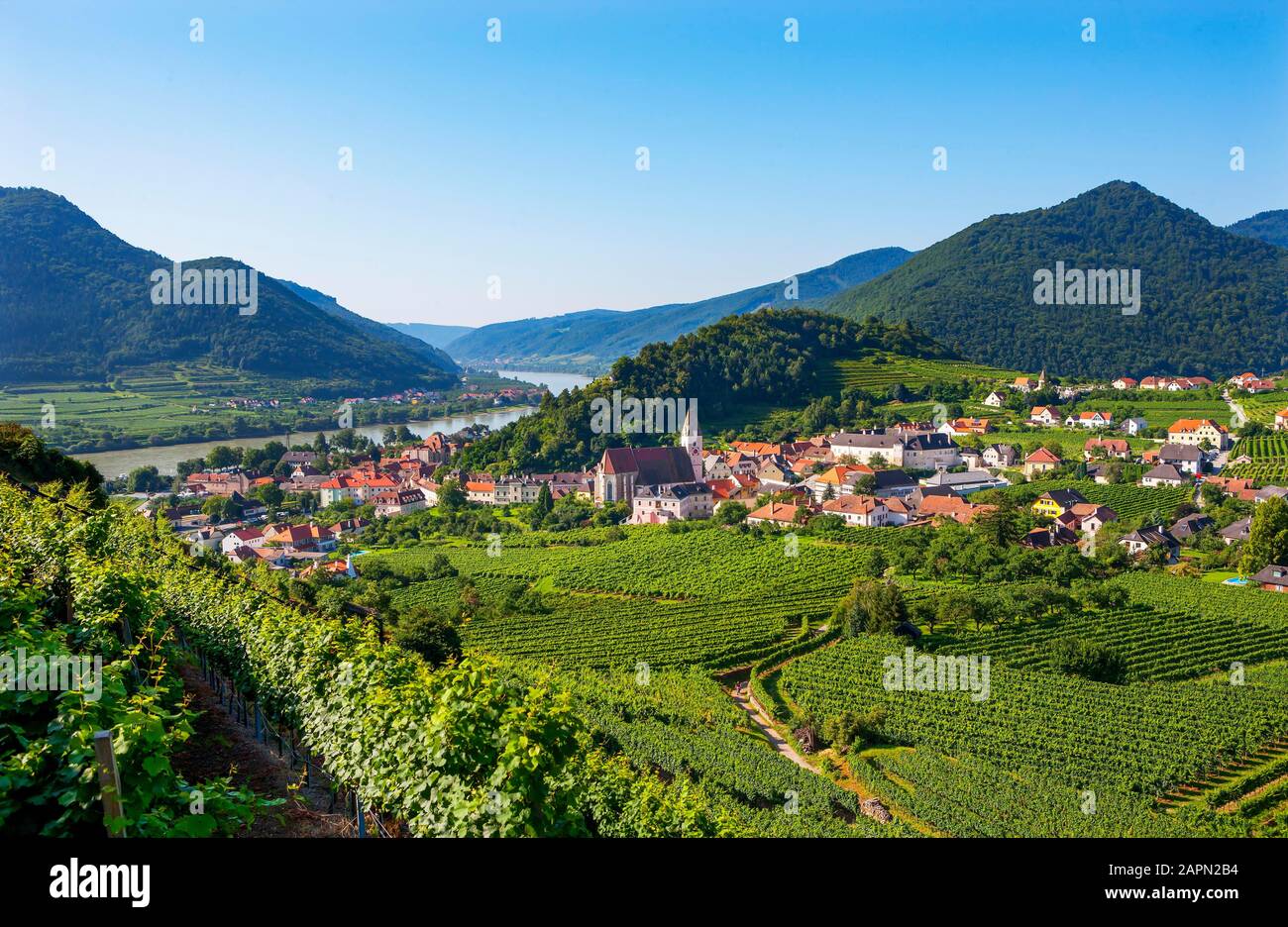 Vignobles, Spitz An Der Donau, Wachau, Basse-Autriche, Autriche Banque D'Images