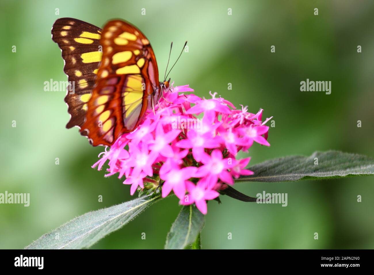Photo avec mise au point peu profonde d'un papillon blanc orange perché sur fleurs de santan rose Banque D'Images