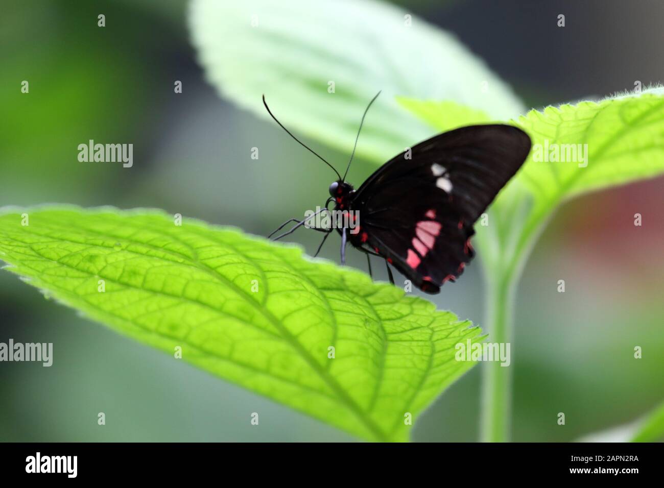 Gros plan d'un papillon noir avec des taches roses une feuille Banque D'Images