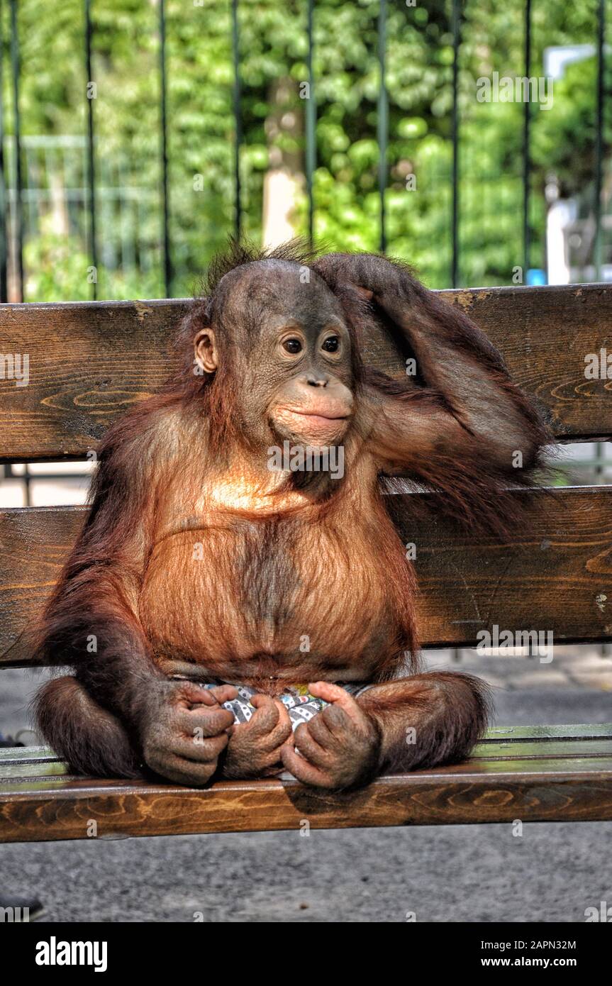 Grand singe assis sur un banc en short, gros plan Photo Stock - Alamy